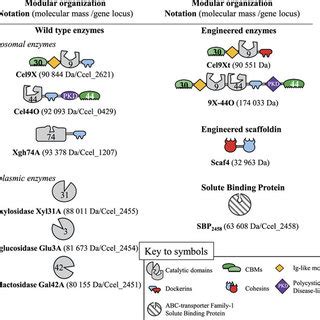 Schematic Representation Of The Recombinant Proteins Used In This