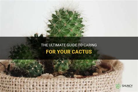 The Ultimate Guide To Caring For Your Cactus Shuncy