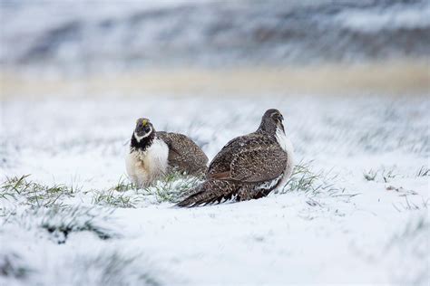 Sage Grouse Habitat: 13 Things (2024) You Need To Know