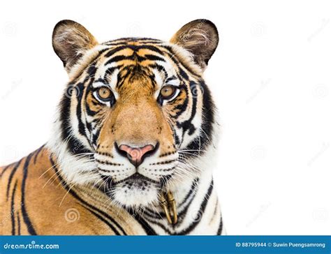 Tigre Joven Aislado En El Fondo Blanco Foto De Archivo Imagen De