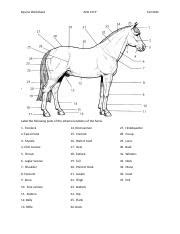 ANS1319 Fall2022 Assignment 9 Equine Worksheet Docx Equine Worksheet