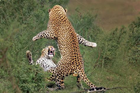 Leopard Mating Photograph By Yun Wang Pixels