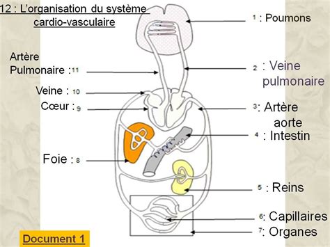 Le On Le Transport Des Nutriments Du Dioxyg Ne Et Des D Chets Aux