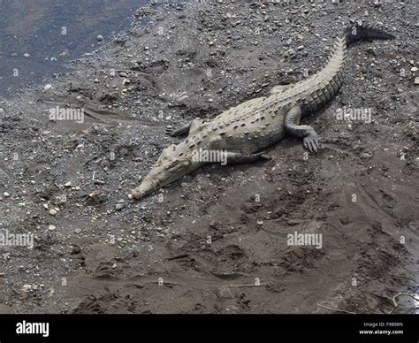 Tour de cocodrilos fotografías e imágenes de alta resolución Alamy