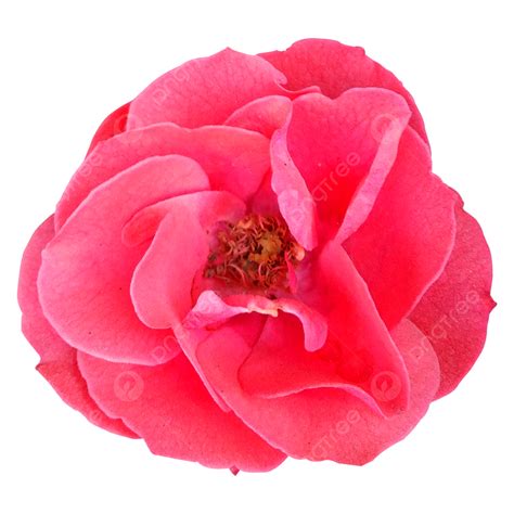 Imagem De Rosa PNG Flor Rosa Flores Flor Vermelha Imagem PNG E PSD