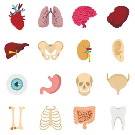 Human Organs Set Flat Icons Vector Art At Vecteezy