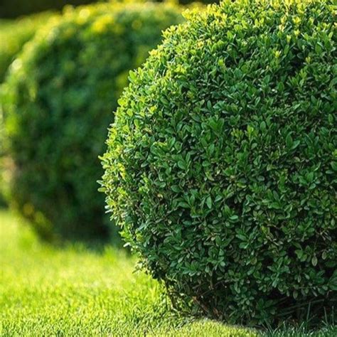 Japanese Boxwood | America's Gardens Nursery