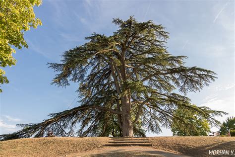 Le C Dre De La Libert Du Jardin Anglais Le Dorat Haute Vienne Les