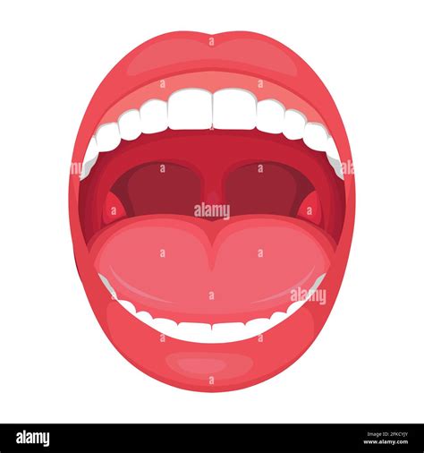 Mouth Anatomy Diagram