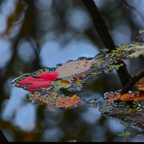 Floaters - photography by Ali Wise | Photography, Animals, Insects