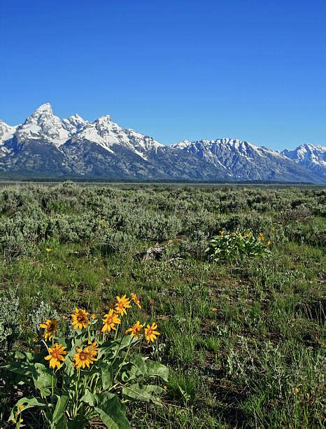 110 Wildflowers In Jackson Hole Stock Photos Pictures And Royalty Free