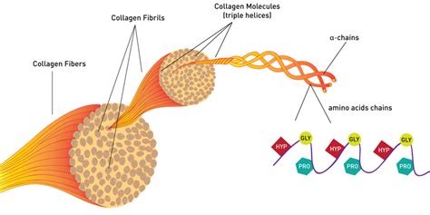 Protein Structure Of Collagen Your Health Explained