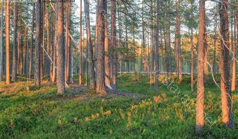 Kuva Kes Illan Valoa Luonnonmets Ss Luonnontilainen Mets