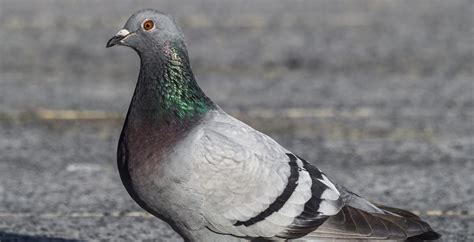 Authorities Catch Pigeon Smuggling Narcotics Into Prison