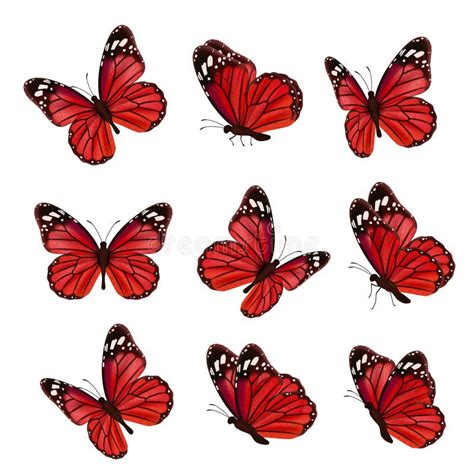 Butterfly Collection Beautiful Nature Flying Insect Drawing Exotic