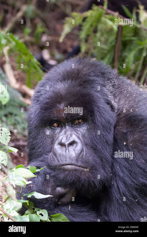 Silverback gorilla teeth hi-res stock photography and images - Alamy