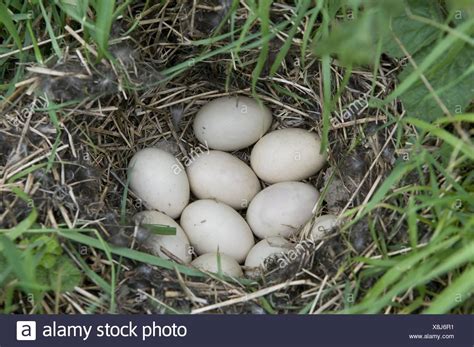 Ssurvivor: Domestic Mallard Duck Eggs