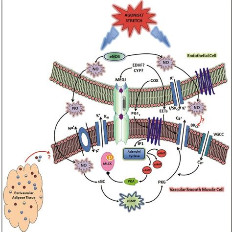 Regulation Of Endothelial Nitric Oxide Synthase Enos In The Plasma