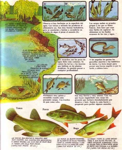 Entre Pesca Y Chamame Libro De Pesca Para Ni Os