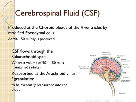 Ppt Cerebrospinal Fluid By Hossam Hassan Powerpoint Presentation