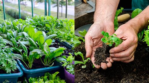 Veja Como Criar Uma Horta Sustent Vel Em Casa Essas Dicas Viva