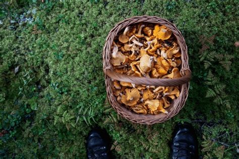 Chanterelles Over 43 730 Royalty Free Licensable Stock Photos