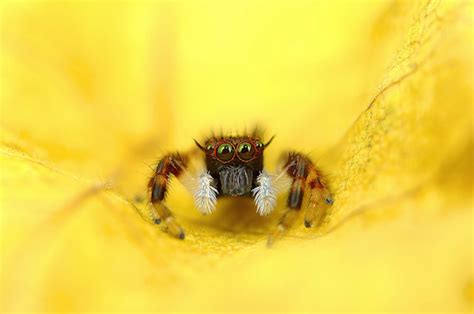 Mesmerizing Or Terrifying Macro Photos Of Spiders Staring Straight