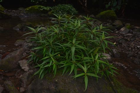 Pilea Mexicana Inaturalist Canada