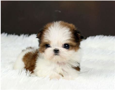 Pomeranian Mixed With Shih Tzu Puppies - Shih Tzu Dog