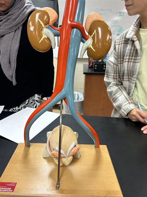 Urinary Lab Diagram Quizlet