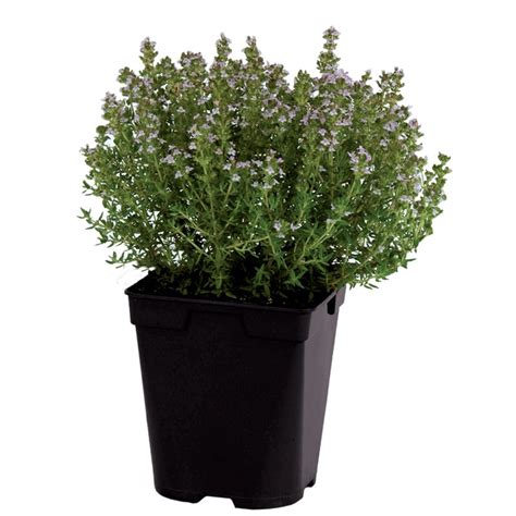 Thym Citron Thymus En Pot De 1 Litre