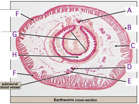 Phylum Annelida Flashcards Quizlet