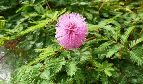 Mimosa Pudica Maqu Plantas Del Maresme De Calidad