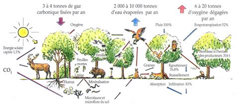 Lécosystème De La Forêt Observatoire De La Biodiversité Des Forêts