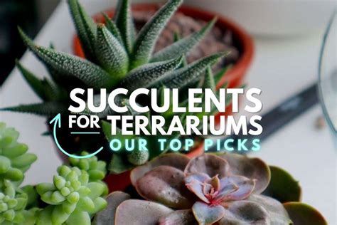 Succulents for Terrariums: 7 Top Picks (and How to Use Them)