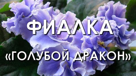 Обзор сорта фиалки "Голубой Дракон" (характеристики, свойства, фото ...