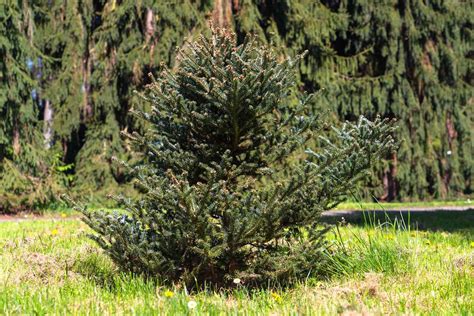 How Long Does It Take To Grow A Christmas Tree A Gardener Explains