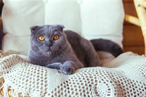 Scottish Fold Tutto Quello Che C Da Sapere Sul Gatto Brachicefalo