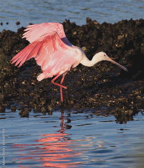 Roseate Spoonbill Platalea Ajaja Is A Gregarious Wading Bird Of The