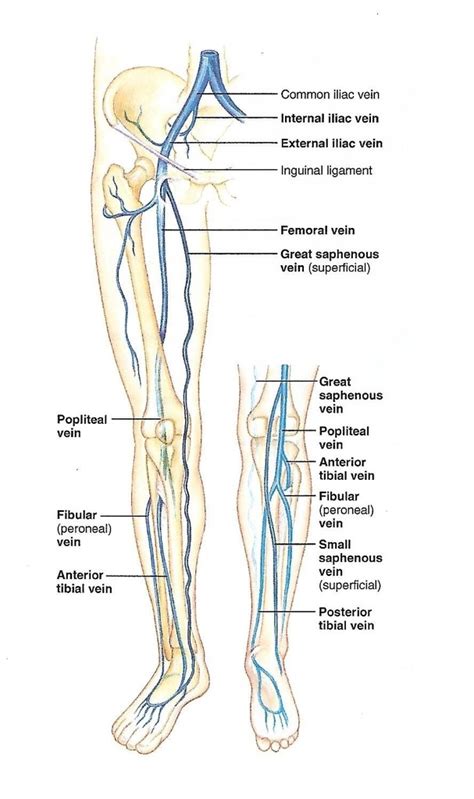 Origin And Branches Veins Of The Lower Limb Diagram Quizlet