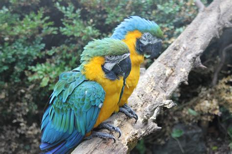 Blue and yellow macaws - ZooChat