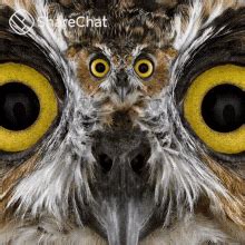 Owl Head Turn GIF - Owl Head Turn Head - Discover & Share GIFs