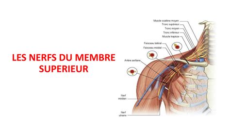 Solution Les Nerfs Du Membre Superieur Anatomie Humaine Studypool