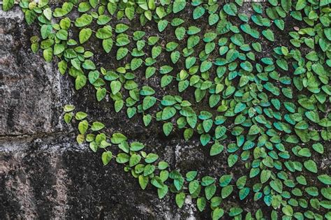 Textura De Pared De Piedra Negra Envejecida Con Planta Trepadora Verde