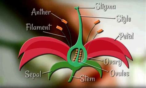 About Flower Dissection