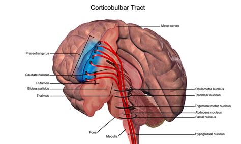 Lateral Corticospinal Tract Diagram