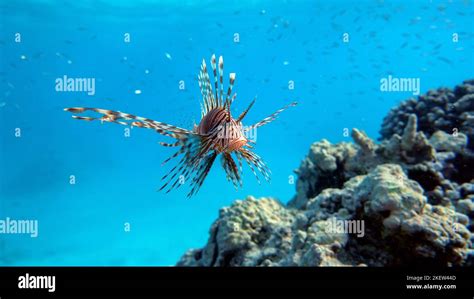 Lion Fish In The Red Sea Stock Photo Alamy