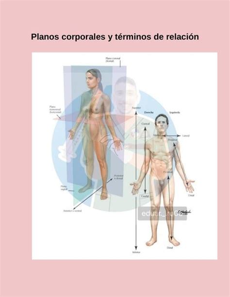 Planos corporales y términos de relación de anatomía Lasaludseprotege