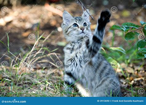 Outside Portrait of a Cute Kitten Playing Stock Photo - Image of ...