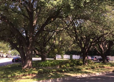 Texas Live Oak Trees Native to Texas - Tree Shepherds